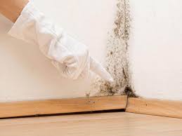 Professional Mold Removal in Bloomingdale, TN